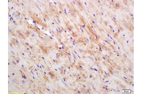 CKMT1B antibody  (AA 115-220)