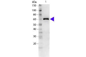 Western blot of Rabbit Anti-Bovine Serum Albumin secondary antibody. (BSA antibody)