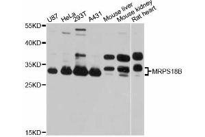 Western blot analysis of extracts of various cell lines, using MRPS18B antibody (ABIN5998258) at 1:3000 dilution.