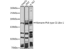 Western blot analysis of extracts of various cell lines, using Niemann-Pick type C1 Like-1 antibody (ABIN6132421, ABIN6144760, ABIN6144761 and ABIN6214162) at 1:1000 dilution. (NPC1L1 antibody  (AA 1030-1100))