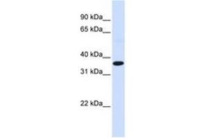 Image no. 1 for anti-c-Fos (c-Fos) (N-Term) antibody (ABIN6744358) (c-FOS antibody  (N-Term))