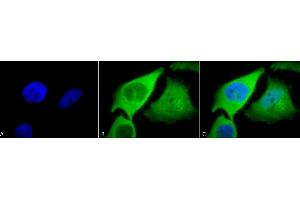 Immunocytochemistry/Immunofluorescence analysis using Rabbit Anti-HO-1 Polyclonal Antibody (ABIN361673 and ABIN361674). (HMOX1 antibody)