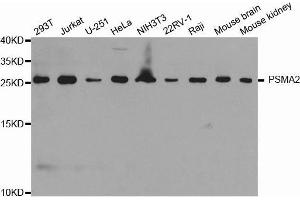 Western blot analysis of extracts of various cell lines, using PSMA2 antibody. (PSMA2 antibody  (AA 1-234))