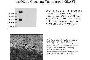 Image no. 1 for anti-Solute Carrier Family 1 (Glial High Affinity Glutamate Transporter), Member 3 (SLC1A3) (C-Term) antibody (ABIN346976) (SLC1A3 antibody  (C-Term))