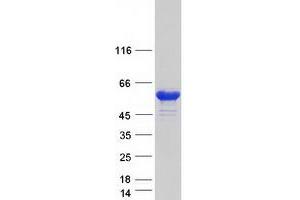 Validation with Western Blot (SNX29 Protein (Myc-DYKDDDDK Tag))