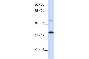 WB Suggested Anti-CDK3 Antibody Titration:  0. (CDK3 antibody  (C-Term))