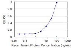 Detection limit for recombinant GST tagged POMT2 is 1 ng/ml as a capture antibody. (POMT2 antibody  (AA 483-580))