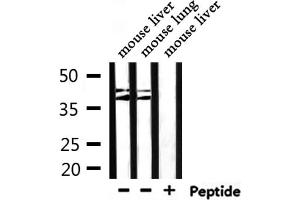 Western blot analysis of extracts from mouse liver ,mouse lung, using Cytochrome P450 4Z1/2 Antibody. (Cytochrome P450 4Z1/2 antibody)