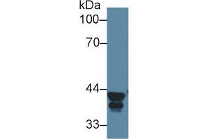 Detection of ALDOA in Human HepG2 cell lysate using Polyclonal Antibody to Aldolase A, Fructose Bisphosphate (ALDOA) (ALDOA antibody  (AA 18-273))