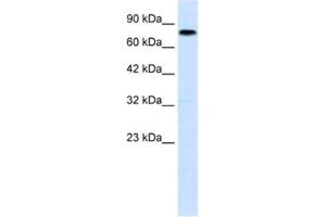 Western Blotting (WB) image for anti-Zinc Finger with KRAB and SCAN Domains 7 (ZKSCAN7) antibody (ABIN2461251) (Zinc Finger with KRAB and SCAN Domains 7 (ZKSCAN7) antibody)