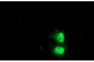 Anti-C1orf50 mouse monoclonal antibody (ABIN2454835) immunofluorescent staining of COS7 cells transiently transfected by pCMV6-ENTRY C1orf50 (RC200134).