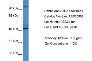 Western Blotting (WB) image for anti-Ataxia, Cerebellar, Cayman Type (ATCAY) (C-Term) antibody (ABIN2788611)