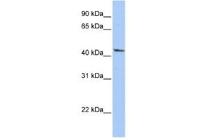 WB Suggested Anti-IGFBP2 Antibody Titration: 0. (IGFBP2 antibody  (Middle Region))