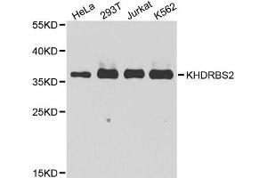 Western blot analysis of extracts of various cell lines, using KHDRBS2 antibody. (KHDRBS2 antibody)
