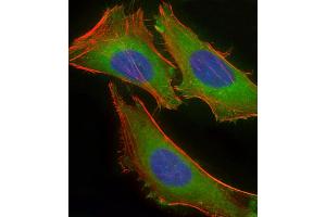 Immunofluorescent analysis of 4 % paraformaldehyde-fixed, 0. (CD59 antibody  (AA 74-110))