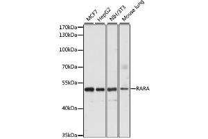 Western blot analysis of extracts of various cell lines, using RARA antibody. (Retinoic Acid Receptor alpha antibody)