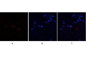 Immunofluorescence analysis of human-breast tissue. (Annexin a1 antibody  (AA 130-180))