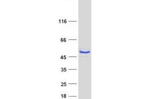 Validation with Western Blot