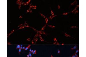 Immunofluorescence analysis of NIH-3T3 cells using GNAI2 Polyclonal Antibody at dilution of 1:100 (40x lens). (GNAI2 antibody)