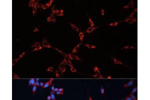 Immunofluorescence analysis of NIH-3T3 cells using GNAI2 Polyclonal Antibody at dilution of 1:100 (40x lens).