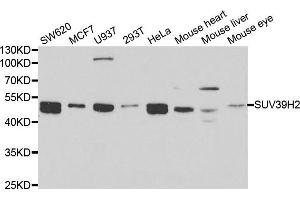 Western blot analysis of extracts of various cell lines, using SUV39H2 antibody. (SUV39H2 antibody)