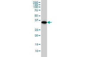 THOC6 antibody  (AA 71-180)