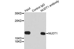 Immunoprecipitation analysis of 200ug extracts of 293T cells using 1ug NUDT1 antibody. (NUDT1 antibody)