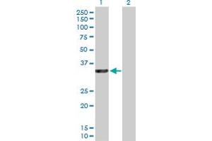 Western Blot analysis of RASSF5 expression in transfected 293T cell line by RASSF5 MaxPab polyclonal antibody.