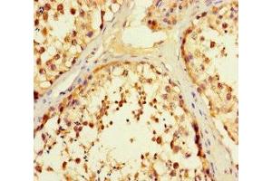 Immunohistochemistry of paraffin-embedded human testis tissue using ABIN7166464 at dilution of 1:100 (PAR1 antibody  (AA 42-102))