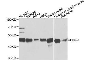 Western blot analysis of extracts of various cells, using ENO3 antibody. (ENO3 antibody)