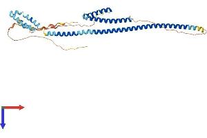 AlphaFold protein structure predicition of Mouse Recombinant Rilp Protein, UniprotID Q5ND29 (RILP Protein (AA 1-369) (His tag))