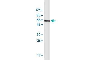 Western Blot detection against Immunogen (56. (FAM122A antibody  (AA 1-287))