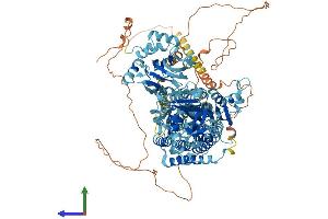 AlphaFold protein structure predicition of Human Recombinant ATP2B2 Protein, UniprotID Q01814 (ATP2B2 Protein (AA 1-1243) (His tag))