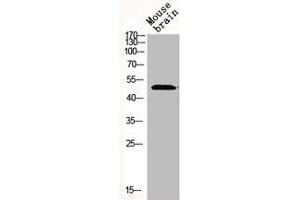 Western Blot analysis of MOUSE-BRAIN cells using Mnk1 Polyclonal Antibody (MKNK1 antibody  (Internal Region))