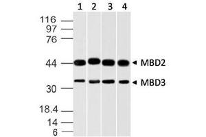 Image no. 1 for anti-Methyl-CpG Binding Domain Protein 3 (MBD3) (AA 1-290) antibody (ABIN5027348)