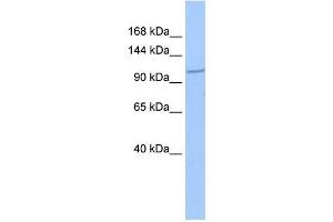 IFT122 antibody used at 1 ug/ml to detect target protein. (IFT122 antibody)
