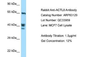 Western Blotting (WB) image for anti-Actin-Like 8 (ACTL8) (C-Term) antibody (ABIN2789385)