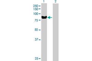 Western Blot analysis of TIAM2 expression in transfected 293T cell line by TIAM2 MaxPab polyclonal antibody. (TIAM2 antibody  (AA 1-626))