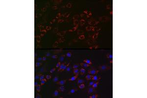 Immunofluorescence (IF) image for anti-Acetyl-CoA Acyltransferase 2 (ACAA2) antibody (ABIN7265367)