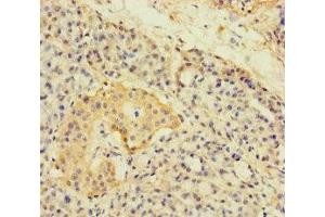 A4GNT antibody  (AA 26-340)