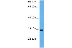 Host:  Mouse  Target Name:  BDNF  Sample Tissue:  Mouse Brain  Antibody Dilution:  1ug/ml (BDNF antibody  (Middle Region))