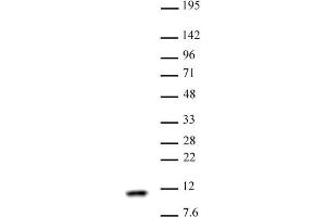 Histone H4 antibody (pAb) tested by Western blot Nuclear extract of HeLa cells (30 µg) probed with Histone H4 antibody (1:1,000). (Histone H4 antibody)