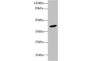 Western blot All lanes: HM13 antibody at 6 μg/mL + Mouse liver tissue Secondary Goat polyclonal to rabbit at 1/10000 dilution Predicted band size: 42, 47, 44, 37 kDa Observed band size: 42 kDa (H13 antibody  (AA 336-377))