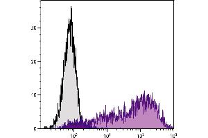 Con-A stimulated BALB/c mouse splenocytes were stained with Rat Anti-Mouse Ly-6A/E-PE. (Sca-1/Ly-6A/E antibody  (PE))