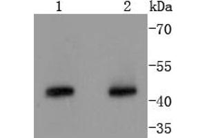 Lane 1: Hela, Lane 2: K562 lysates probed with Cyclin B2 (2F4) Monoclonal Antibody  at 1:1000 overnight at 4˚C. (Cyclin B2 antibody)