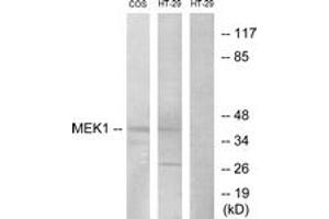 Western blot analysis of extracts from COS7/HT-29, using MEK1/2 (Ab-217) Antibody. (MEK1/2 antibody  (AA 189-238))
