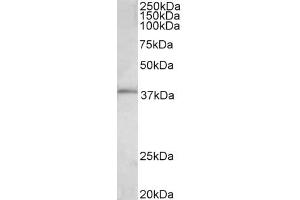 c-FOS antibody  (AA 283-295)