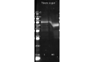 Goat anti Plasminogen antibody  was used to detect Plasminogen under reducing (R) and non-reducing (NR) conditions. (PLG antibody  (HRP))