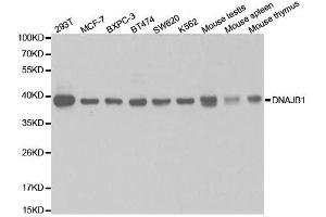 Western blot analysis of extracts of various cell lines, using DNAJB1 antibody. (DNAJB1 antibody  (AA 1-340))