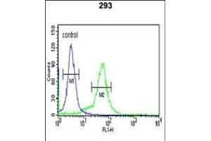 BTBD1 Antibody (Center) (ABIN391491 and ABIN2841458) flow cytometric analysis of 293 cells (right histogram) compared to a negative control cell (left histogram).